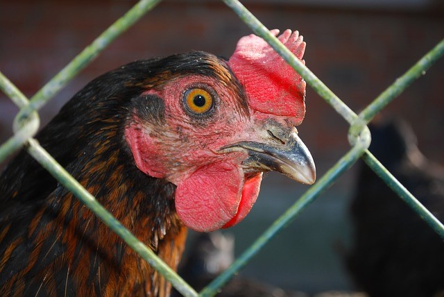 Wegen der Geflügelpest ist es auch weiterhin nötig, Hühner, Perlhühner oder Truthähne so unterzubringen, dass Wildvögel keinen Zugang zum Stall haben.