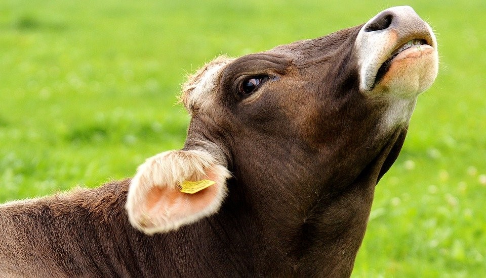Impfverbot für Rinder gegen BVDV 